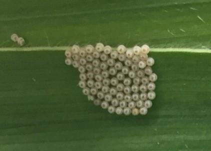 Scouting and Treatment Recommendations for Western Bean Cutworm